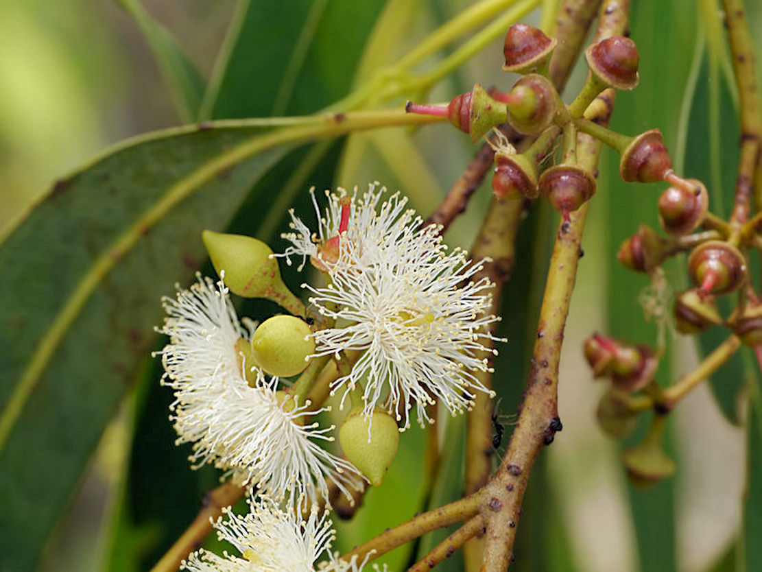 20 Seeds Eucalyptus robusta Tropical Swamp Mahogany