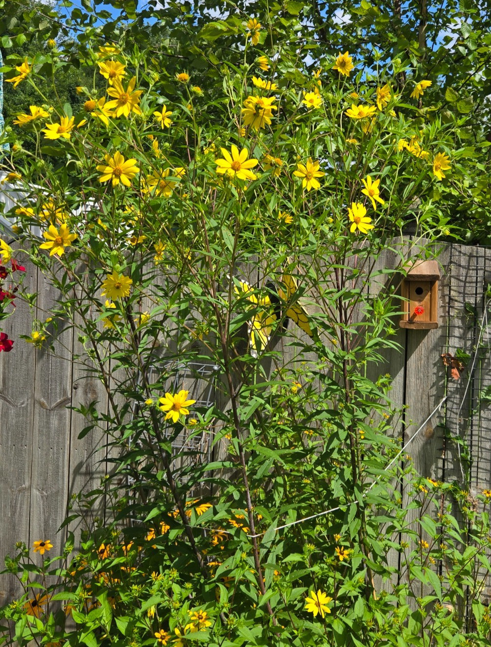 1 GRAM + Woodland Sunflower/NATIVE NE US/Helianthus Divaricus/ORGANIC