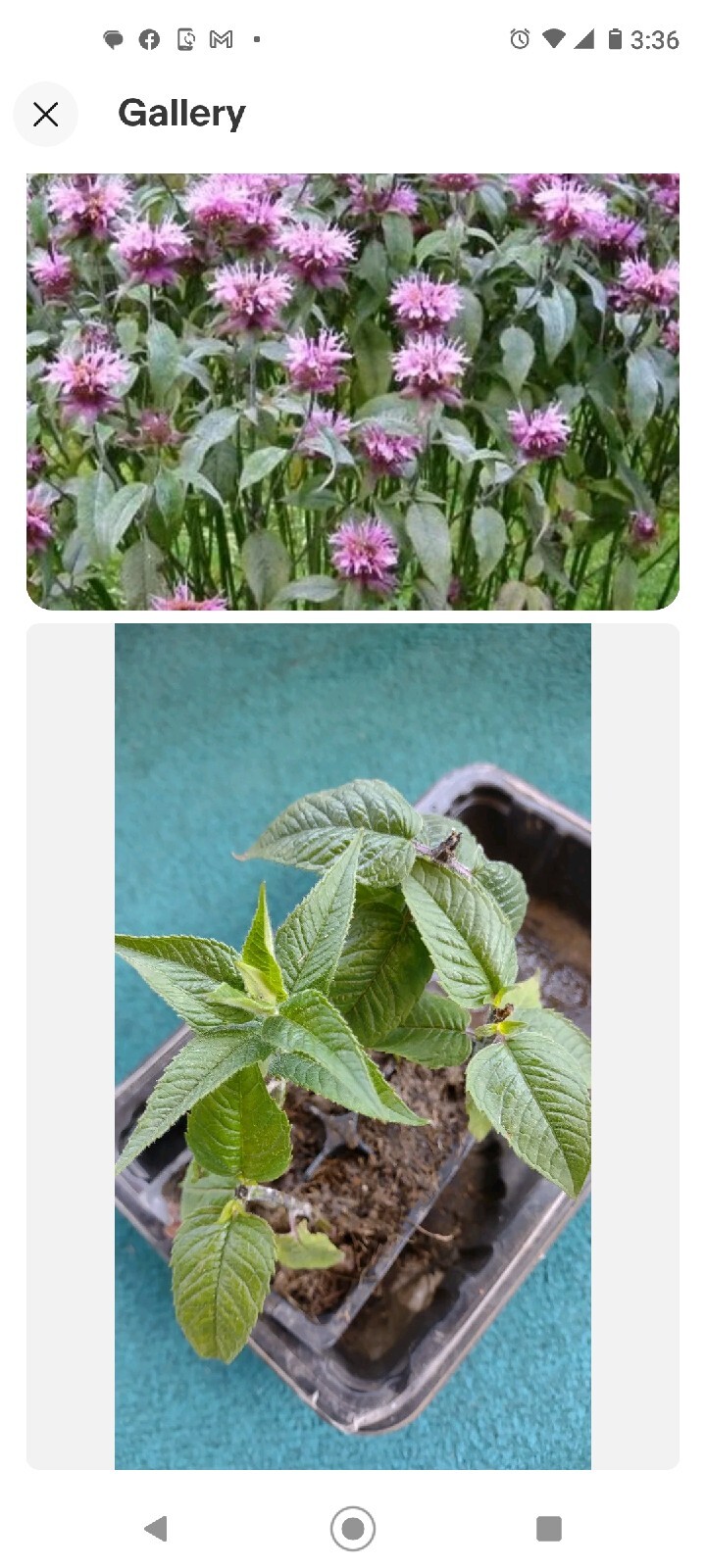 4 LIVE PLANT BEE BALM ORGANIC BERGAMOT Perennial Beneficial Bees
