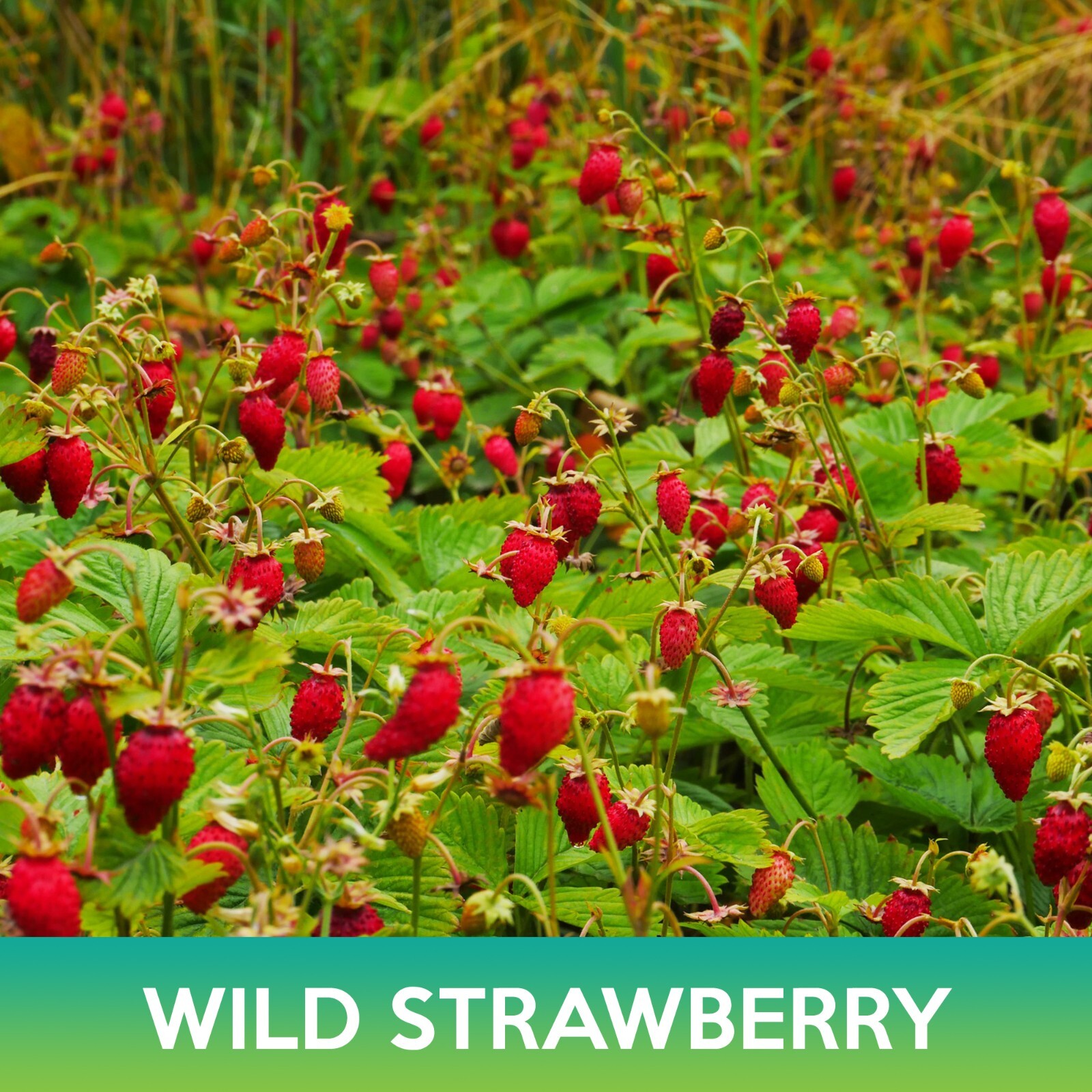 Wild Strawberry Seeds, Alexandria Alpine Strawberry