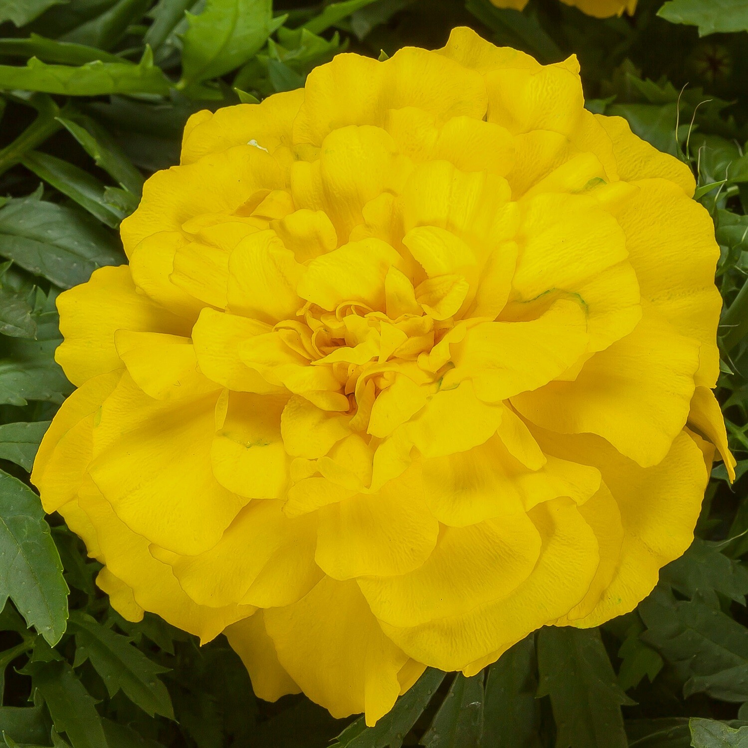 Marigold Seeds 25 Seeds Marigold Endurance Yellow