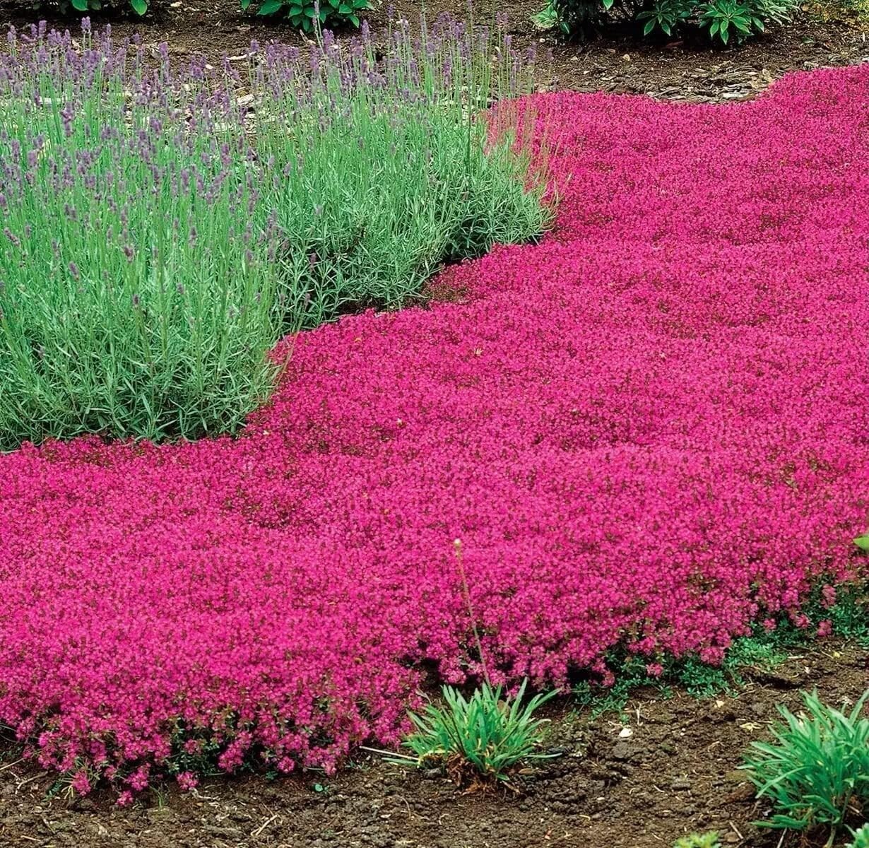 500+ Red Creeping Thyme Seeds — Groundcover — Non-GMO