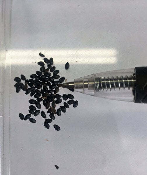 Aquilegia vulgaris var. stellata | Nora Barlow | 10 Seeds