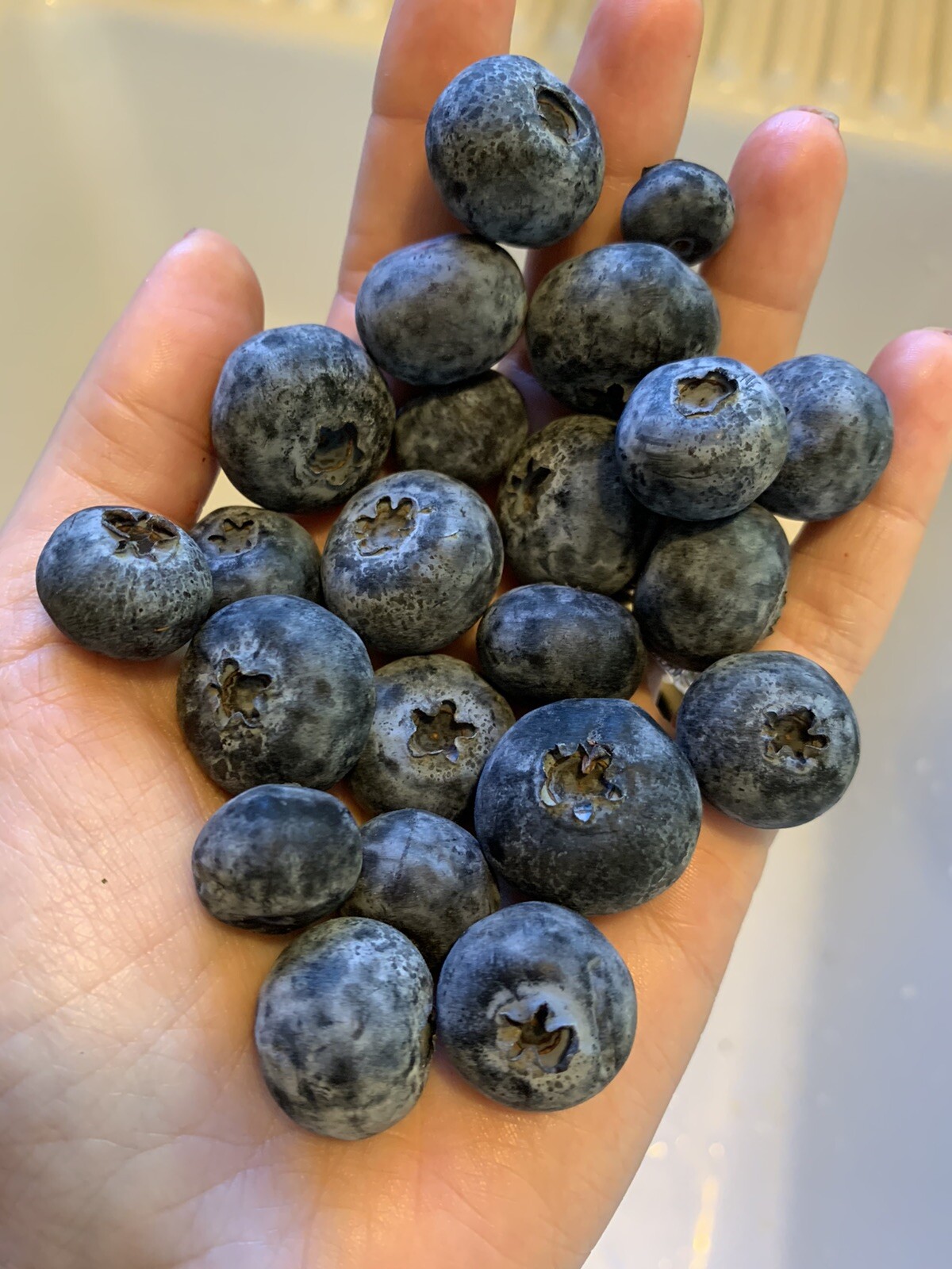 50🫐 Blueberry Seeds Homegrown Edible Bush Garden Vine Fruit Organic USA Berry