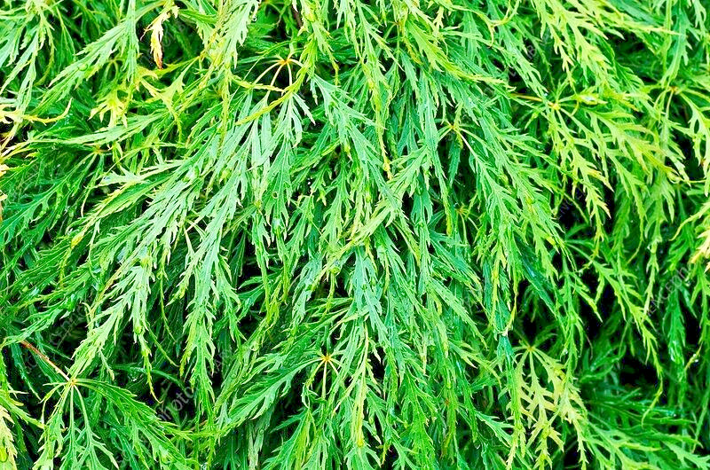 15 VIRIDIS LACELEAF MAPLE SEEDS – Acer palmatum var. dissectum ‘Viridis’