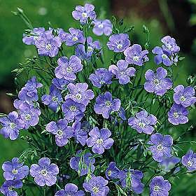 Linum (Flax) perenne 2,000 seeds