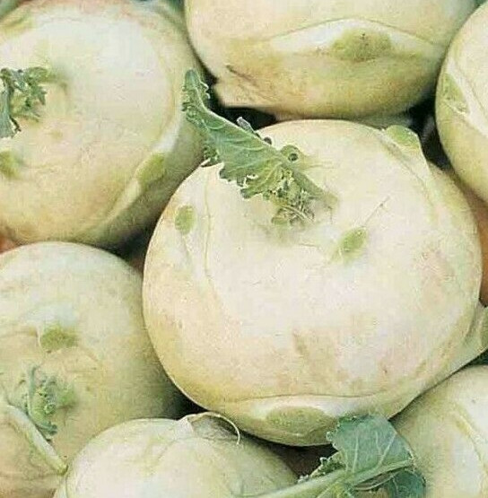 WHITE VIENNA KOHLRABI SEEDS 300+ BRASSICA vegetable GARDEN non-gmo FREE SHIP