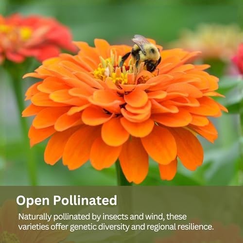 15,000+ Non-GMO Flower Seeds Mix – Zinnia, Cosmos, Larkspur & More for Bouquets