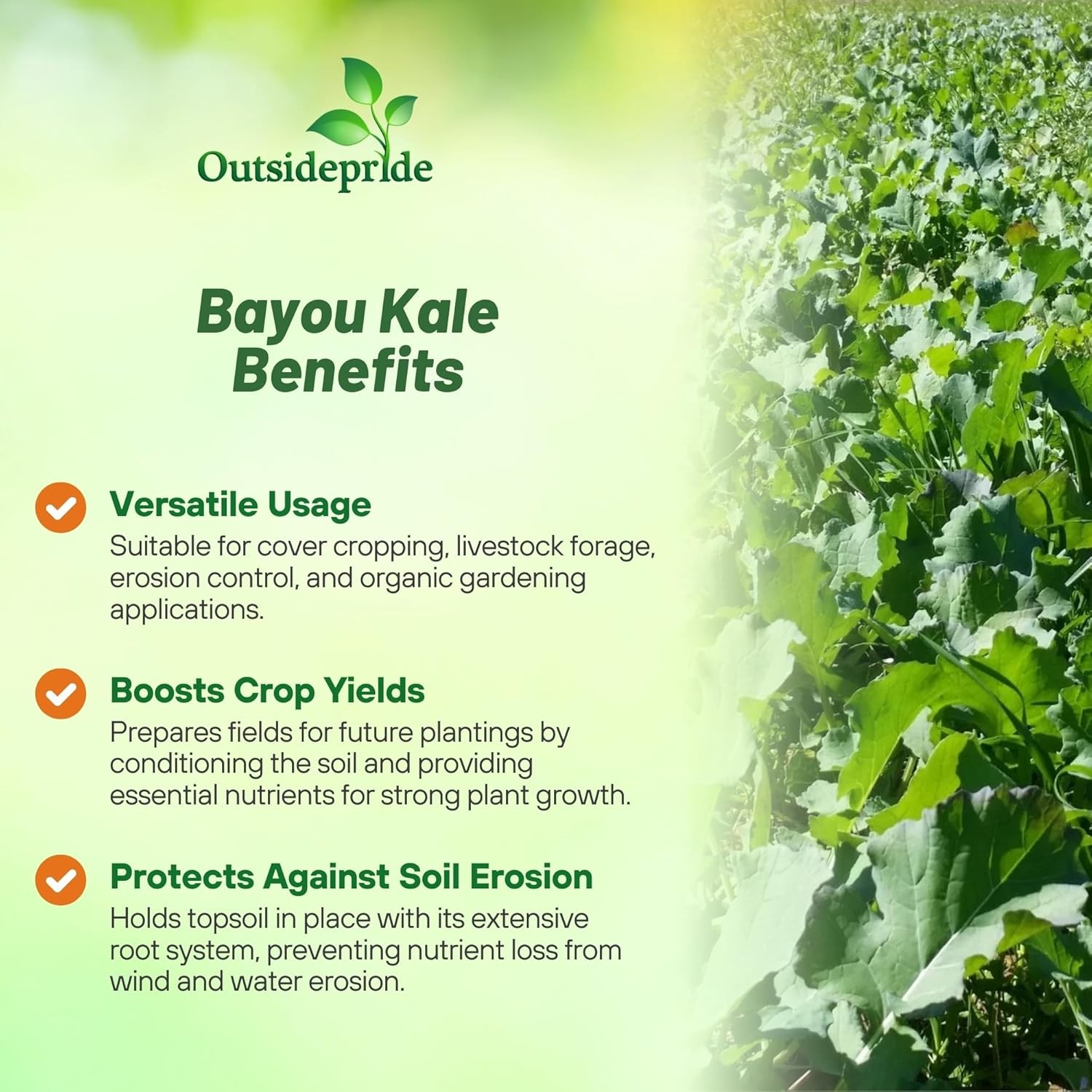 10 LBS Bayou Kale Cover Crop, Forage, & Wildlife Food Plot Seed