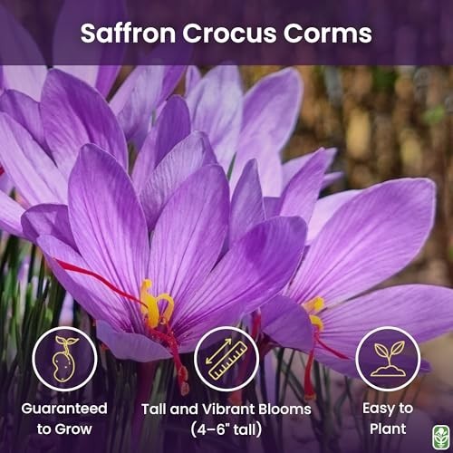 10 Large Saffron Crocus Corms – Purple Blooms, Perennial Outdoor Bulbs for Spice