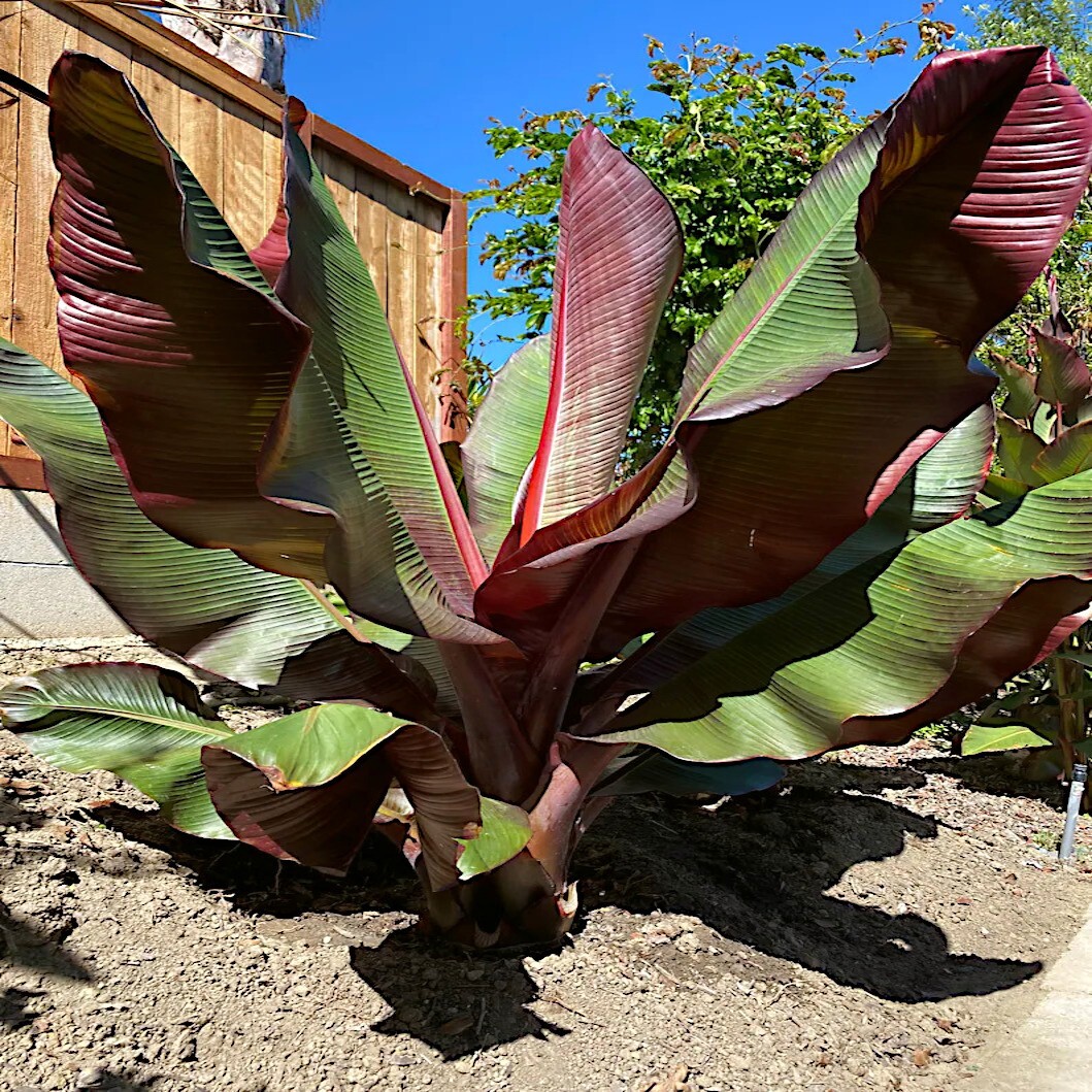 5 Red Abyssinian (Musa Ensete ventricosum) False Banana Plant Tree Seeds RARE