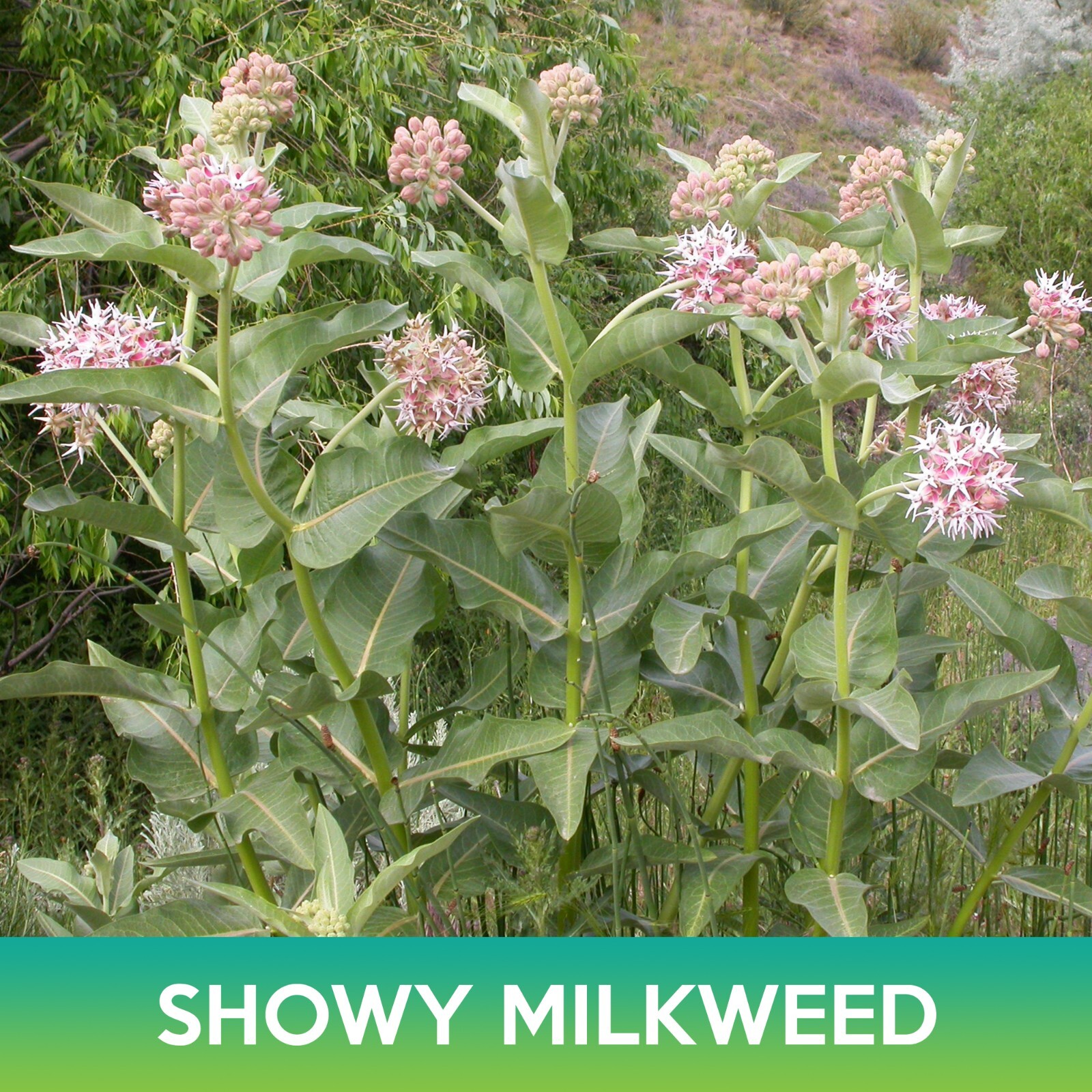 Showy Milkweed Seeds, Asclepias speciosa