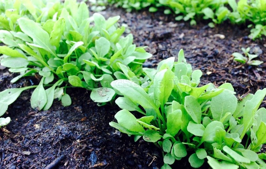 Arugula Seeds Eruca Sativa Seeds Free Shipping!
