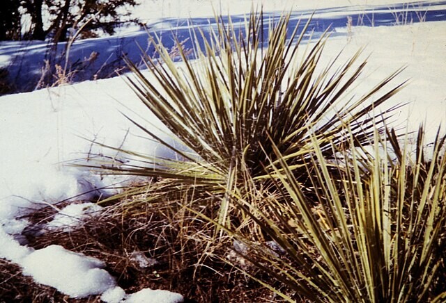 Yucca angustissima | Narrowleaf Yucca | 10 Seeds