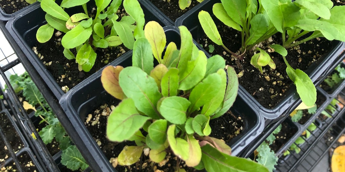 Arugula Seeds Eruca Sativa Seeds Free Shipping!