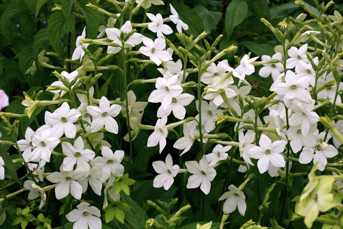 Nicotiana alata SWEET SCENTED WHITE FLOWERING TOBACCO Seeds!
