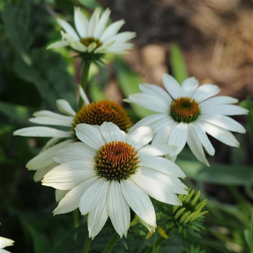 Echinacea Seeds Cone Flower Seeds Echinacea Pow Wow White 25 Seeds