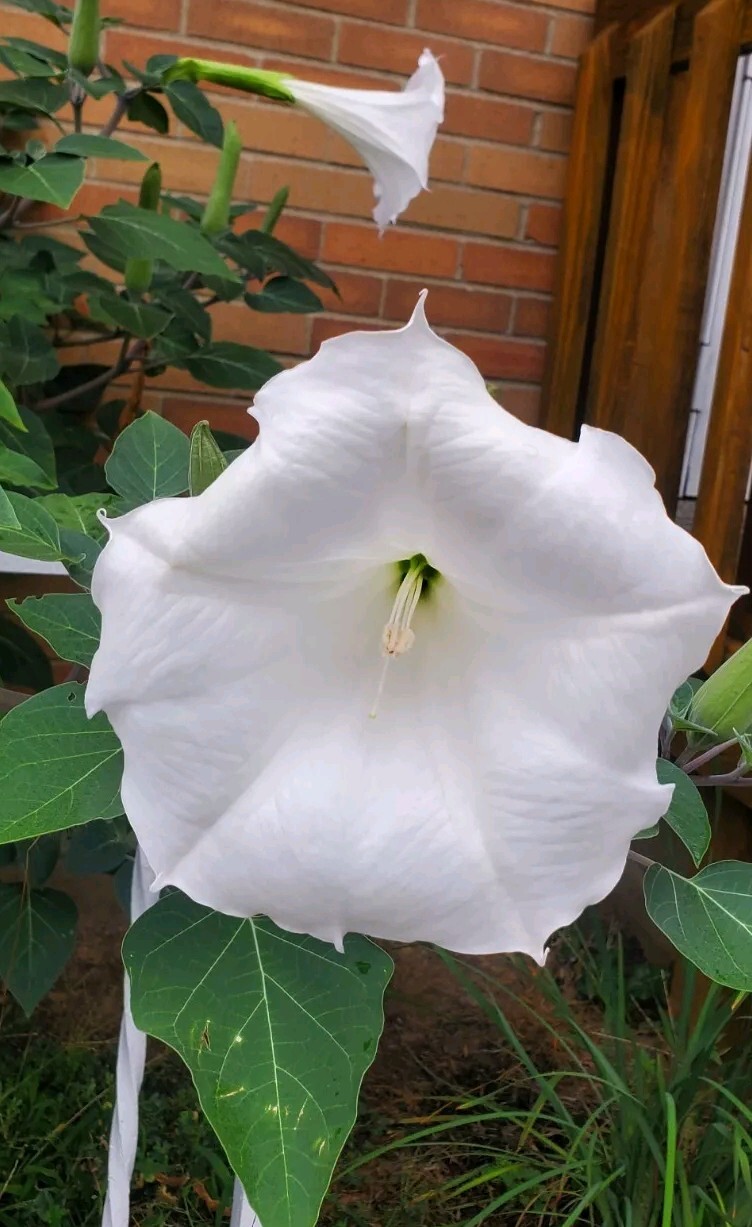 170÷180 Seeds. Datura Stramonium, Jimson Weed, Thorn Apple Devil’s Trumpet 2024