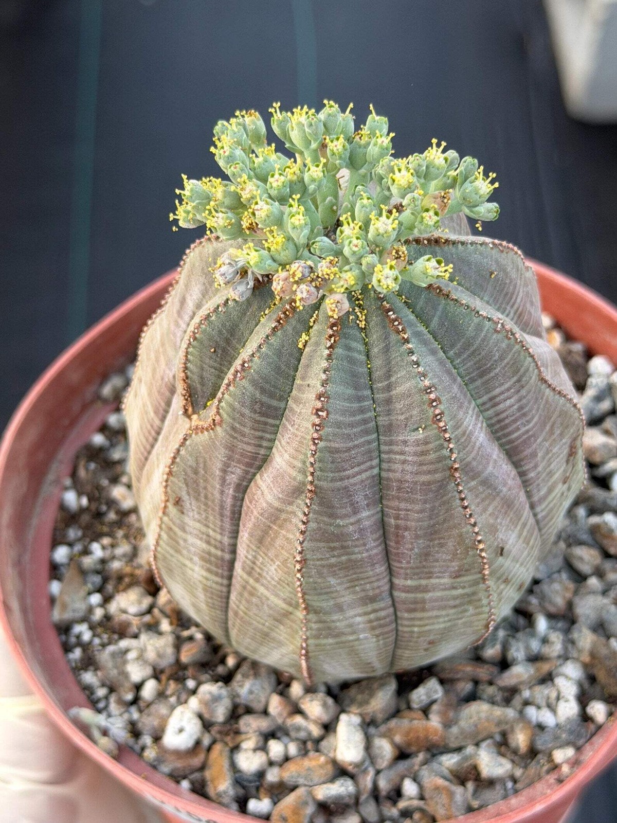Large Euphorbia Obesa Male | Rare Seed Grown Succulent Live Cactus Plant #154