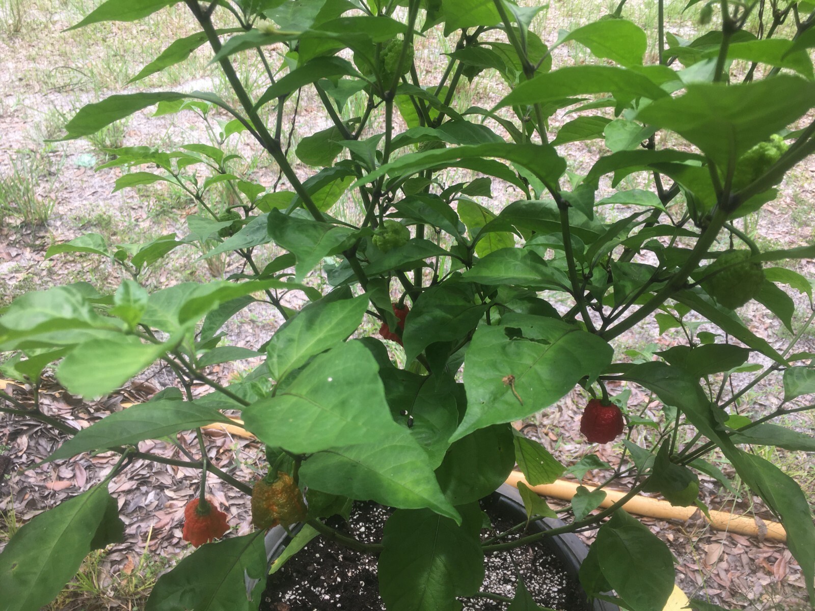 Carolina Reaper 100% Organic SUPER HOT!