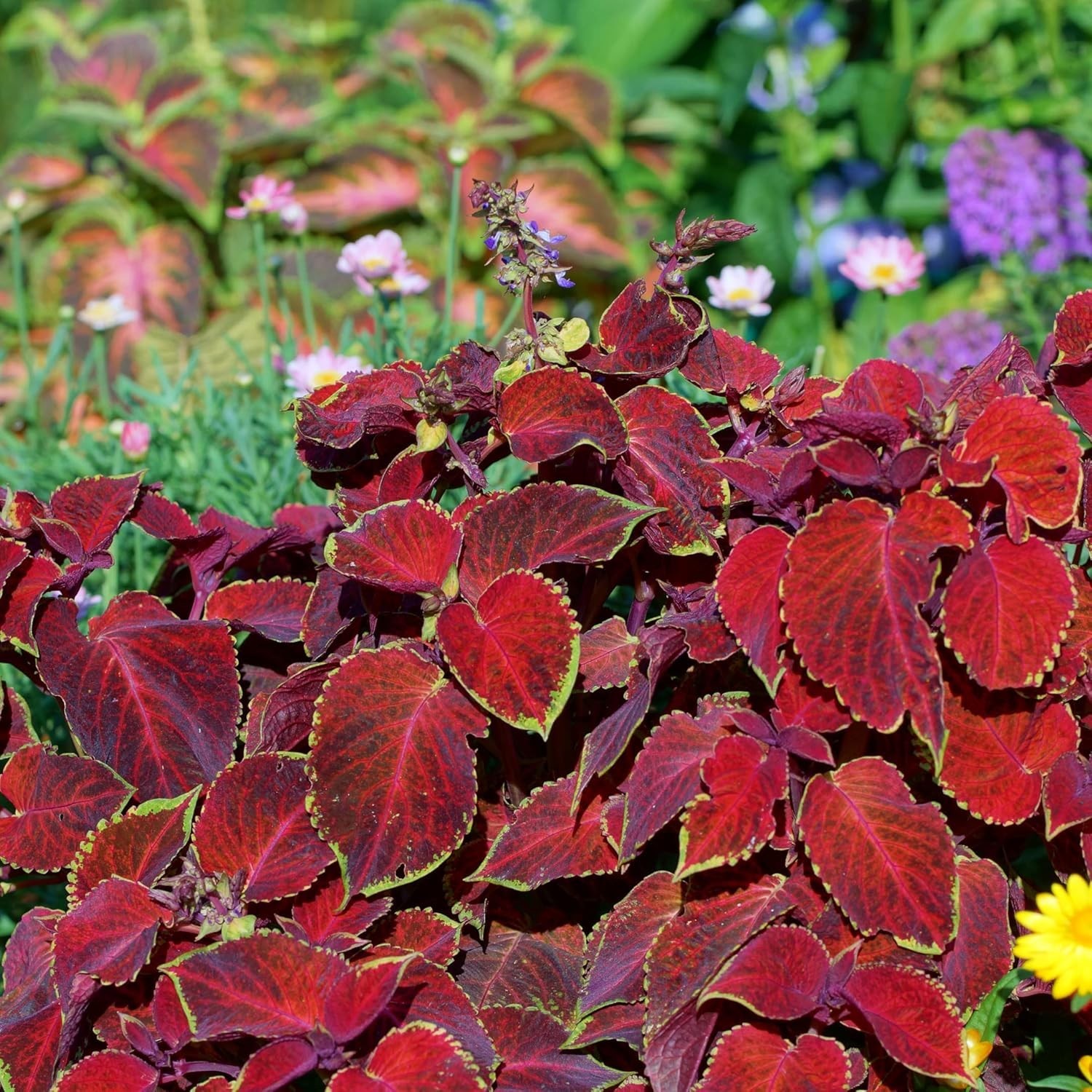 Giant Exhibition Coleus Seeds – Pack of 20 for Lush Indoor & Outdoor Foliage