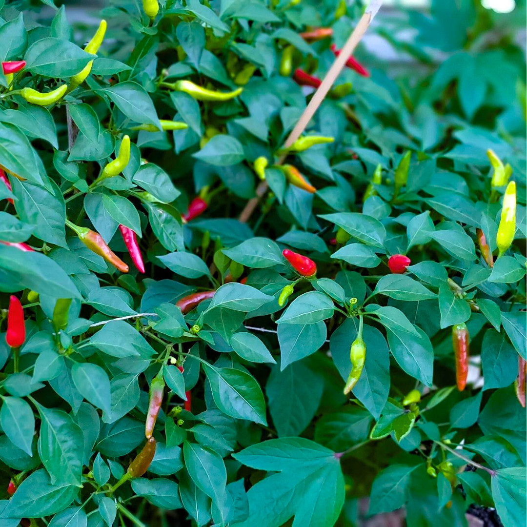 Fresh Birdseye Pepper Seeds | Wai Yee Hong | Heirloom Non-GMO | Vegetable Seeds