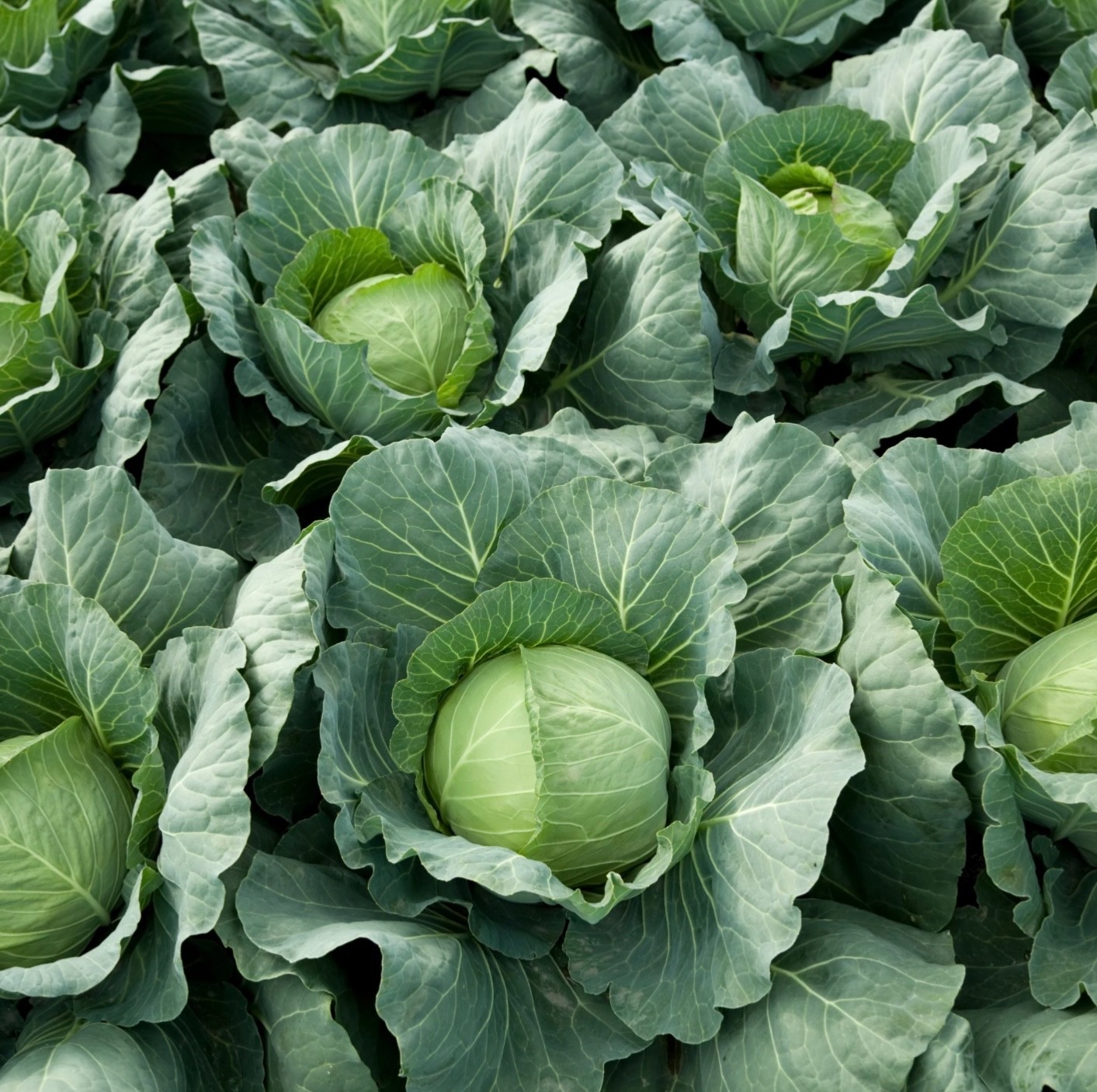 100+ Organic Early Golden Acre Green Cabbage Seeds, Non-GMO Fresh for 2026, 🇺🇸