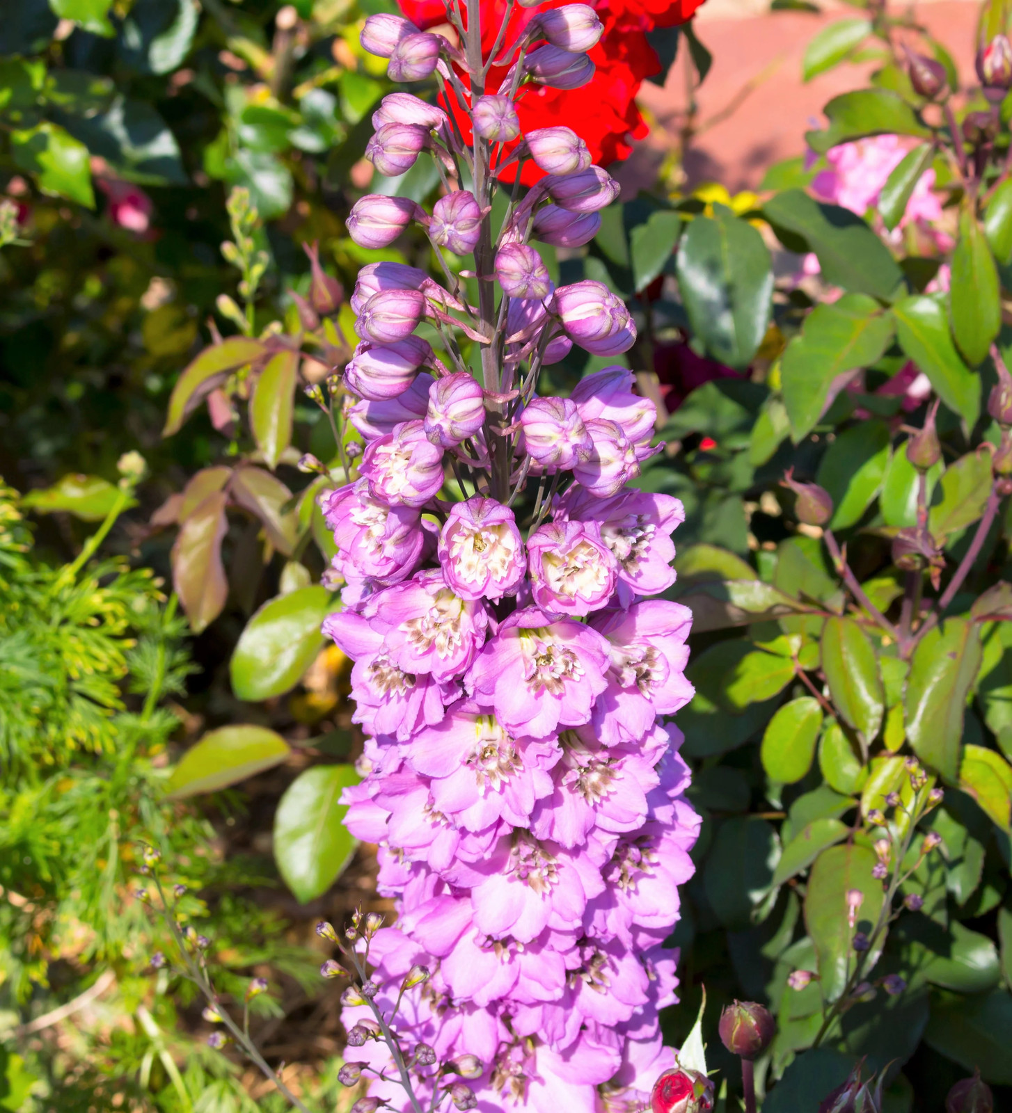 100 ROCKET LARKSPUR DELPHINIUM Consolida Giant Imperial Mixed Color Flower Seeds