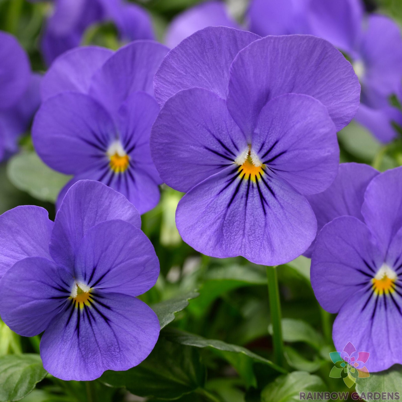200+ Penny Blue Pansy (Viola) Seeds for Garden Planting – USA – FREE SHIPPING!