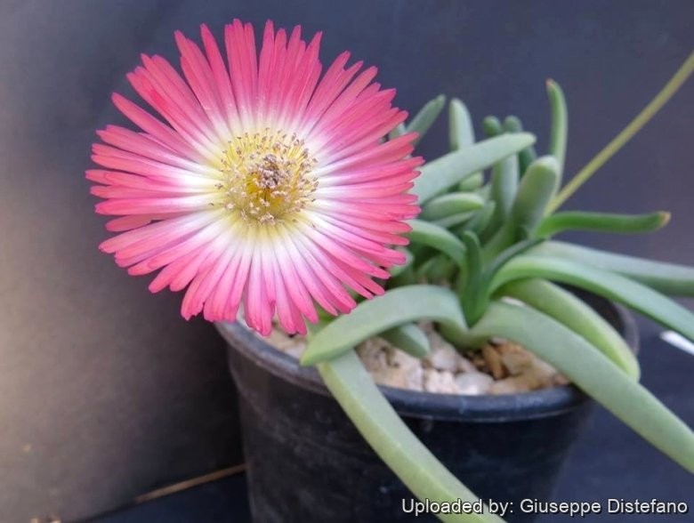 Cephalophyllum Spissum 5 Seeds Free Shipping!