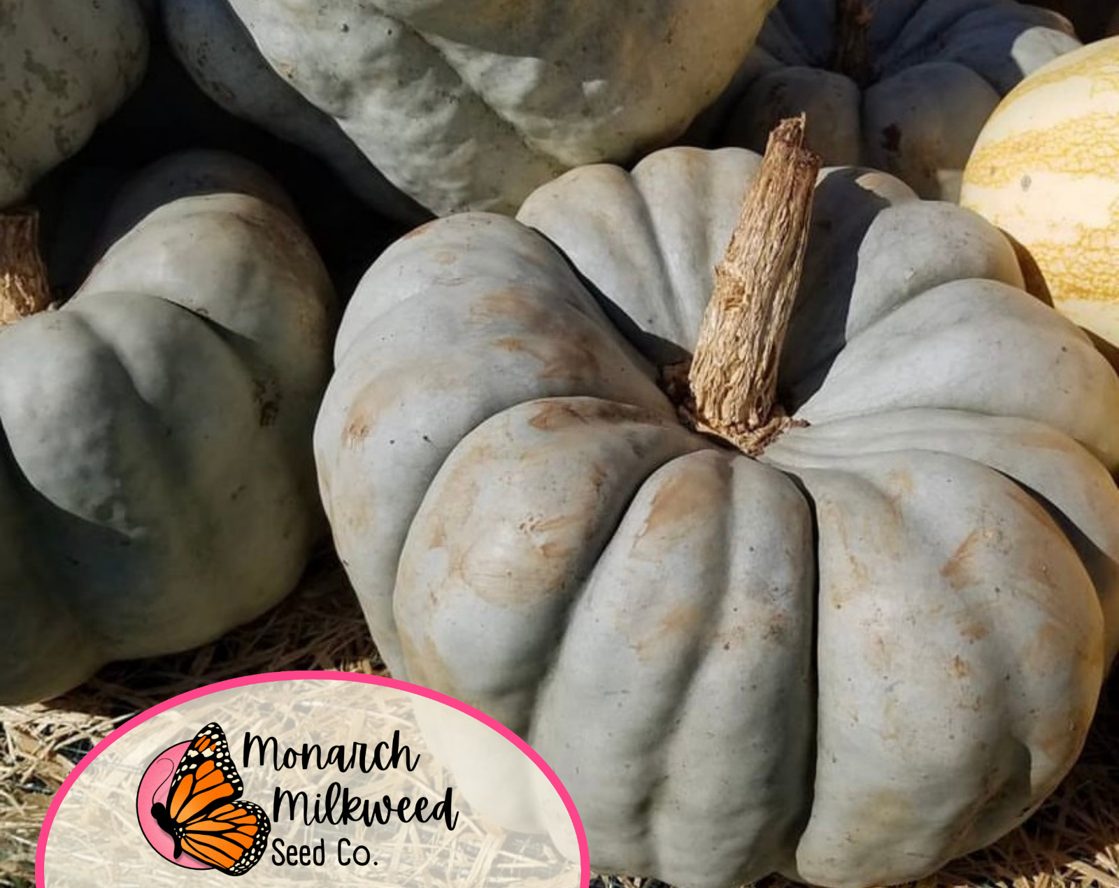 12+ Pumpkin Seeds ‘Jarrahdale’ | RARE Heirloom, Non-GMO, Vegetable Garden, USA