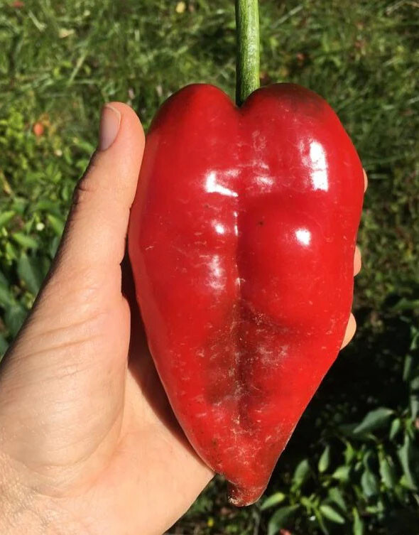 ANCHO Chili Pepper Seeds (30) / ORGANIC / FLORIDA GROWN / Mexican Cuisine