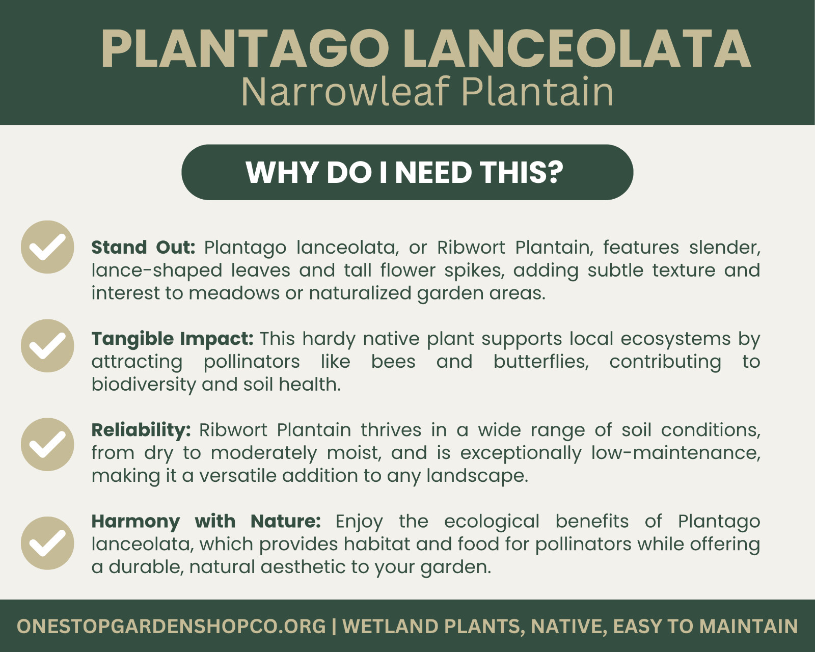 Plantago lanceolata | Narrowleaf Plantain | Bareroot
