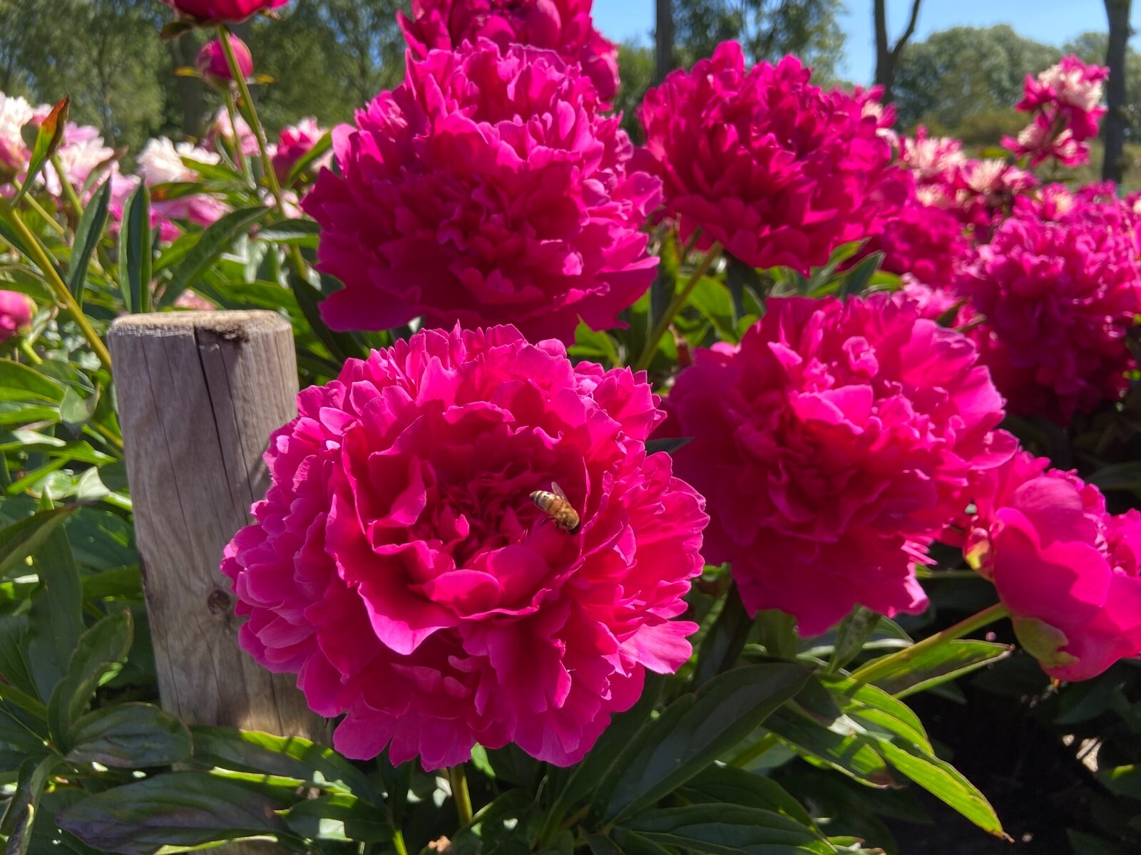 1 Felix Supreme Double Peony Perennial Flower Plant Bulb Root * FALL SHIPPING