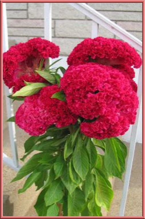 Hot Pink Brain Celosia 25 Seeds – Comb S/H See our store!