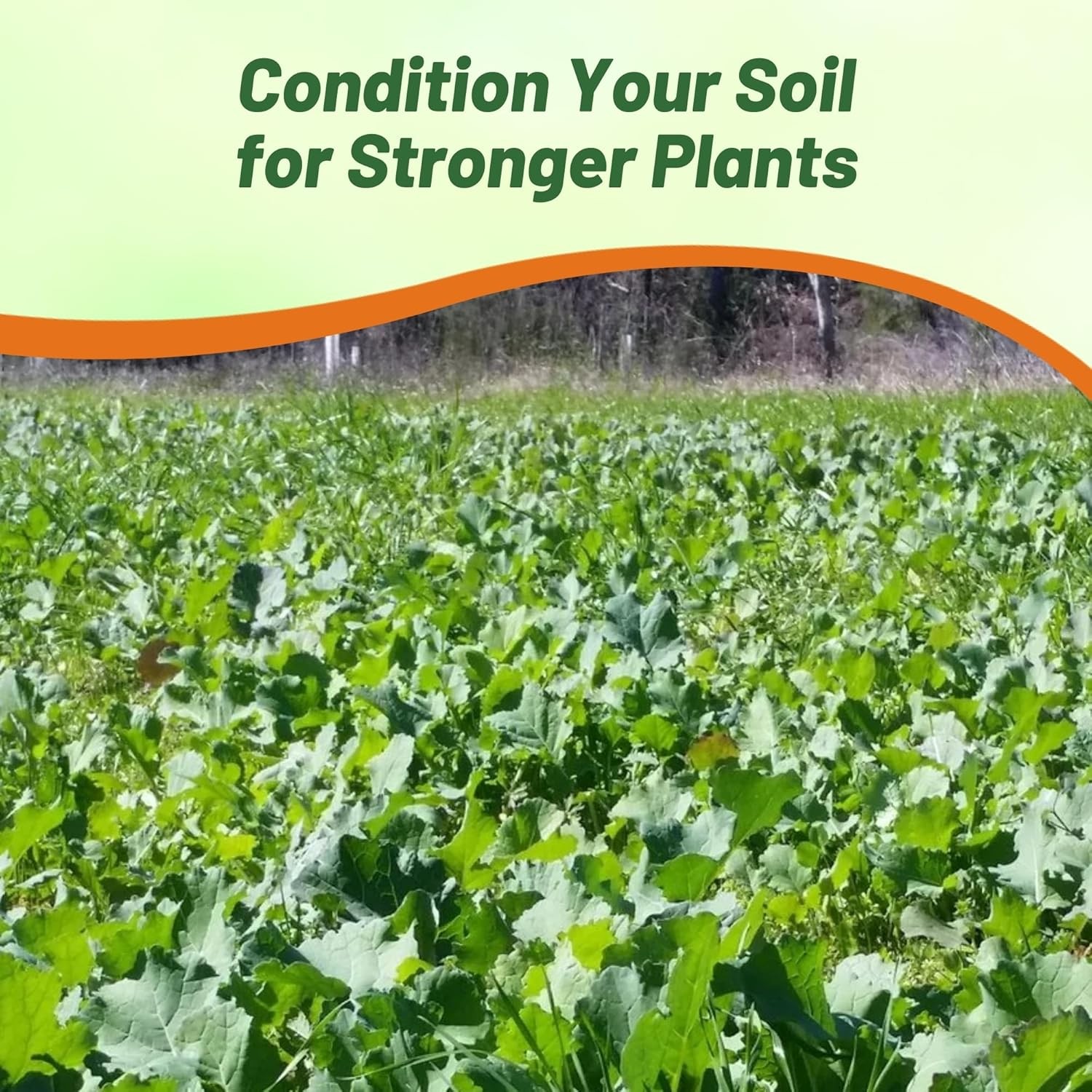 10 LBS Bayou Kale Cover Crop, Forage, & Wildlife Food Plot Seed