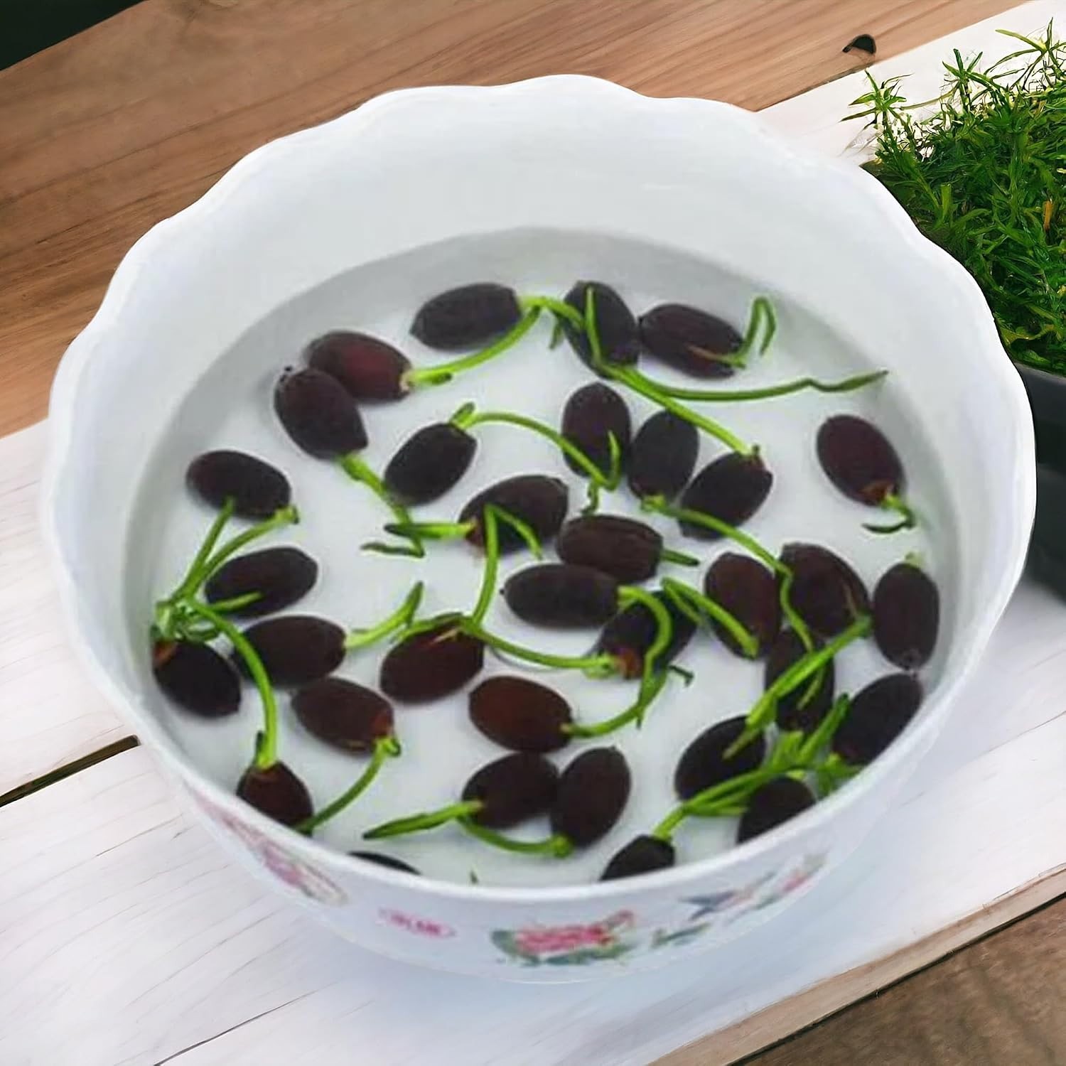15pcs Mixed Color Lotus Seeds for Gorgeous Indoor/Outdoor Water Gardening
