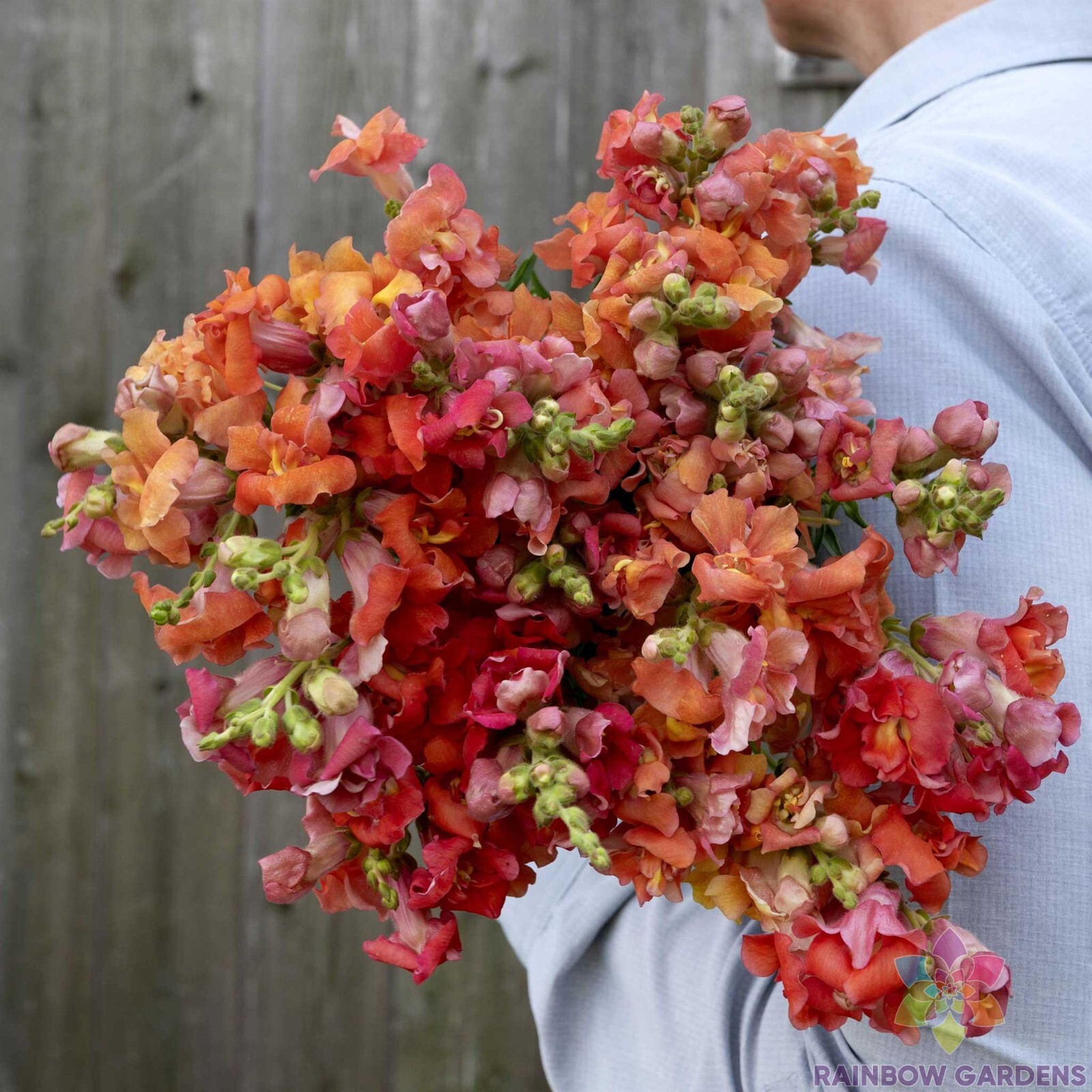 1000+ Madame Butterfly Bronze Snapdragon Seeds for Garden – USA – FREE SHIPPING!