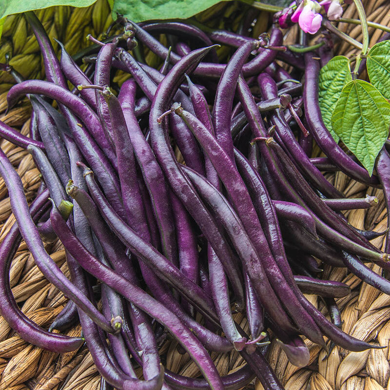 Royal Burgundy Bean Seeds | NON GMO Purple Green Beans Vegetable Seed 2024