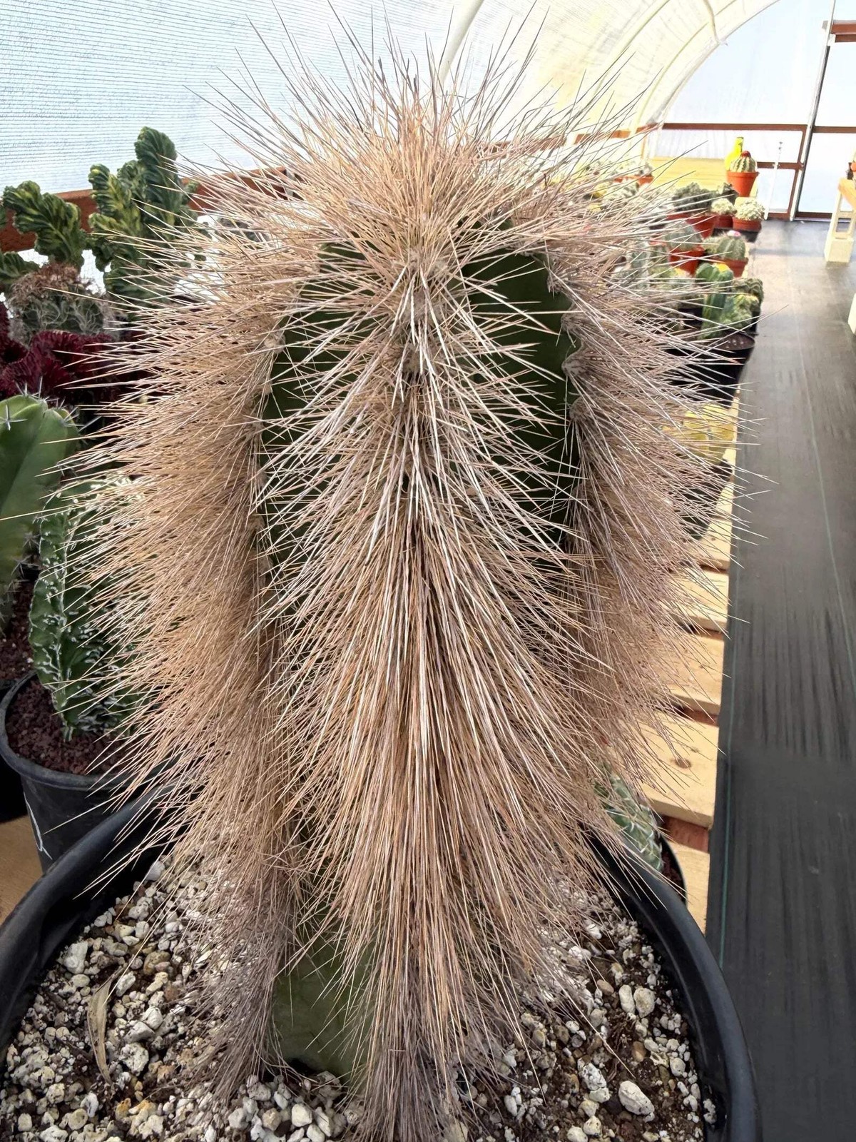 Woolly Rhino Columnar Cactus Cutting | Rare Calloused Live Plant Ready to Root #