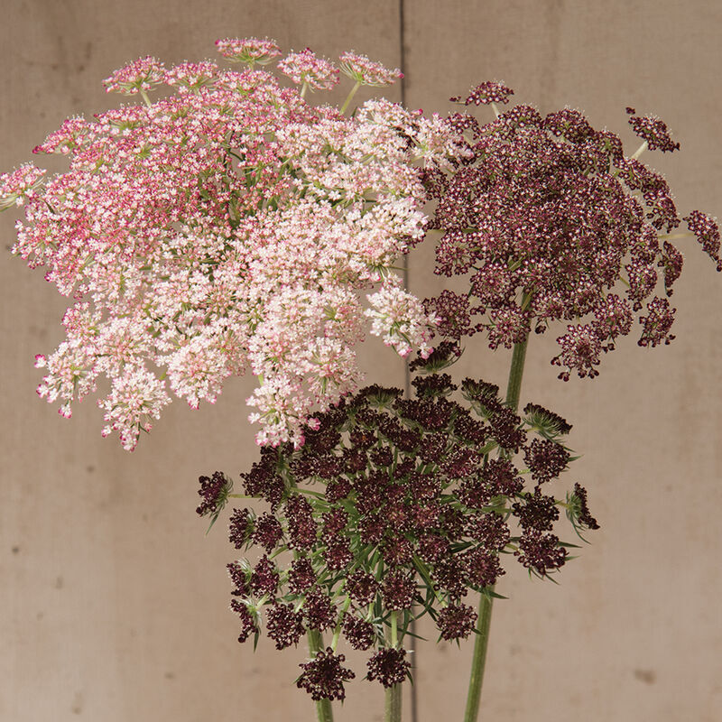 Ammi Dara Flower Seeds for Planting (100 Seeds) – Mixed Color Queen Anne’s Lace