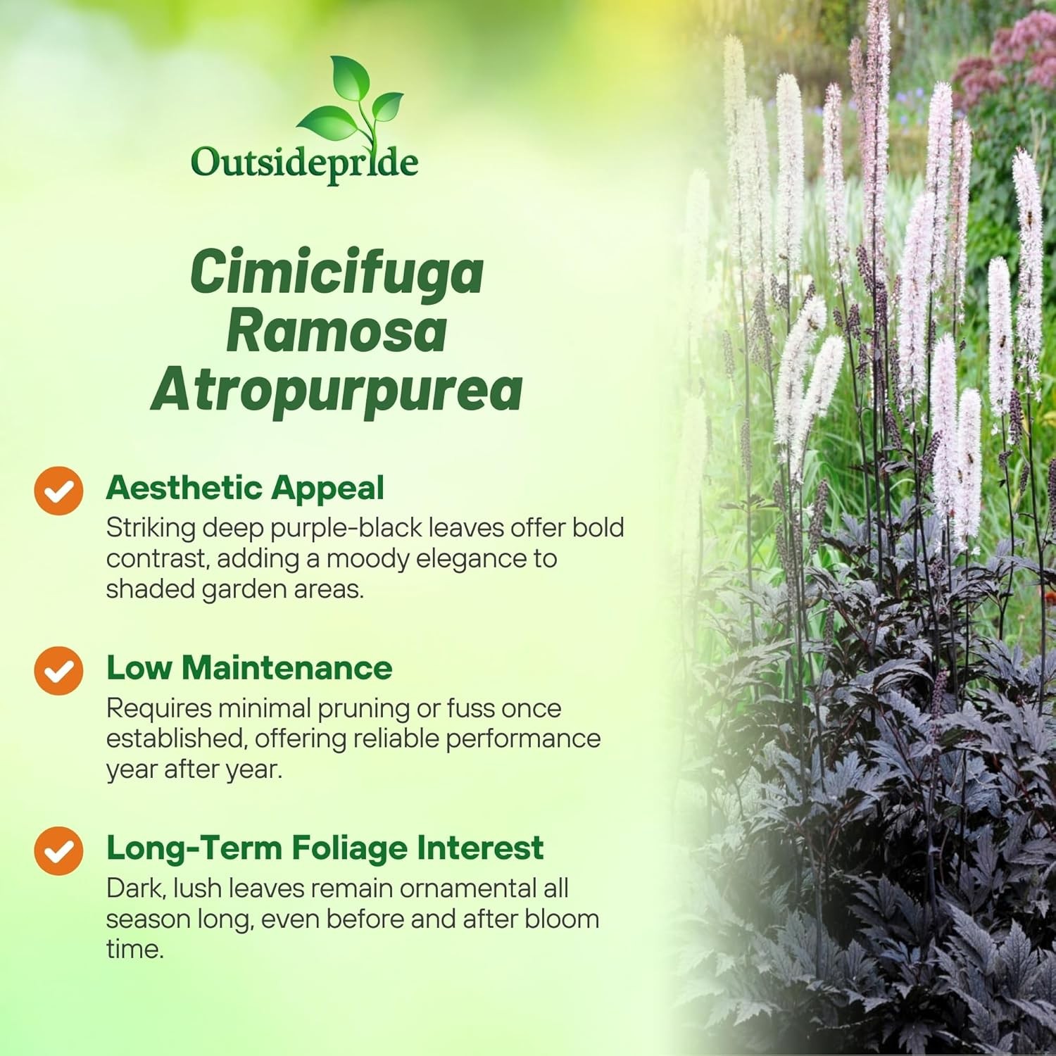 200 Seeds Cimicifuga Black Cohosh Garden Flower Plant Seeds