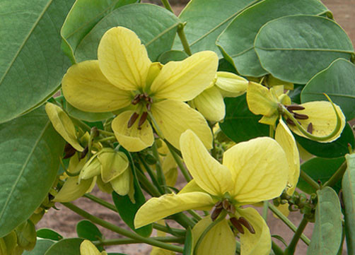 Cassia glauca Scrambled Eggs Bush 10 seeds