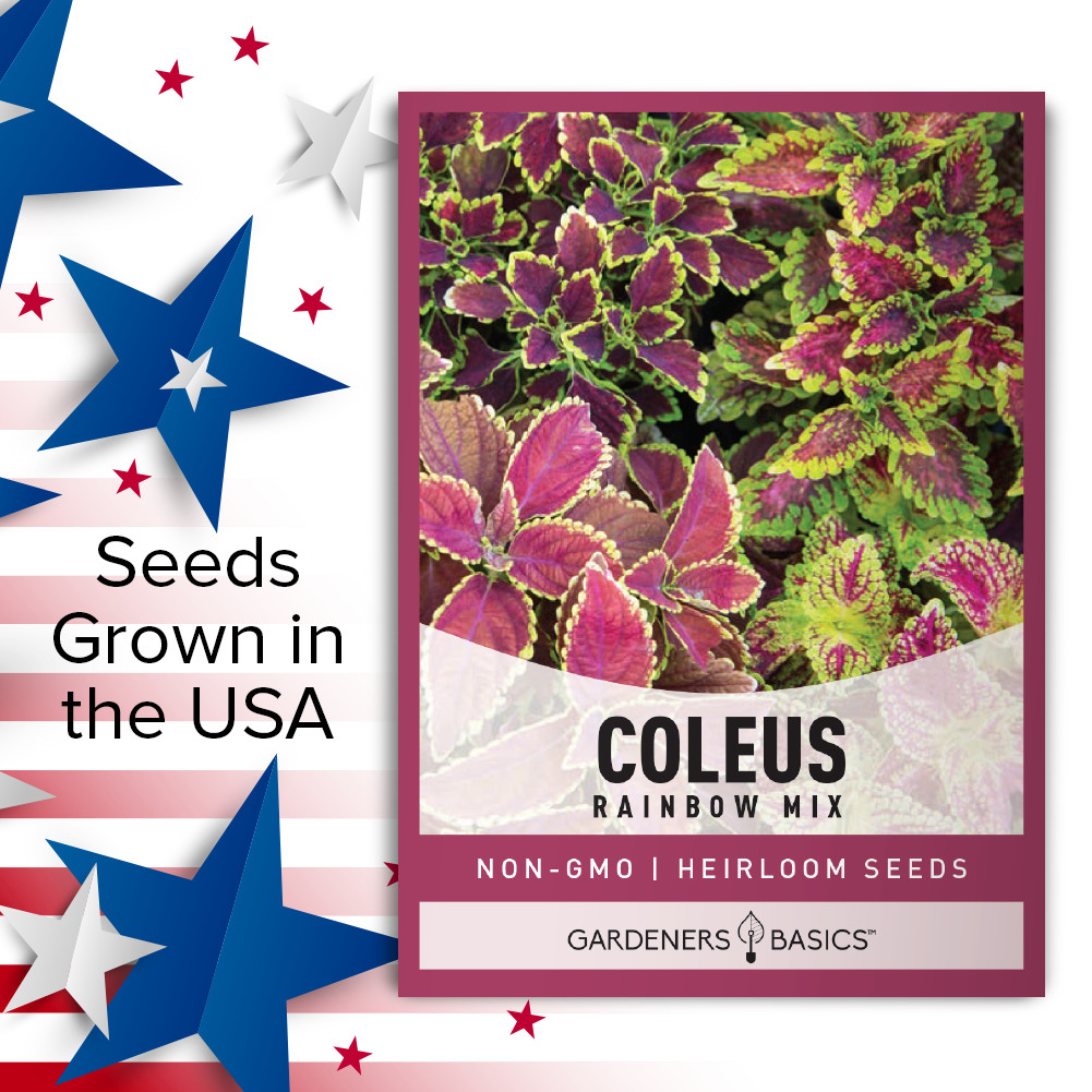 Rainbow Mix Coleus Seeds