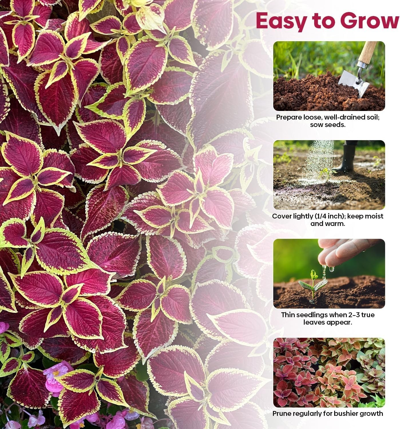 Coleus Seeds Colorful Rainbow Mix, High Germination Foliage for Patio & Borders