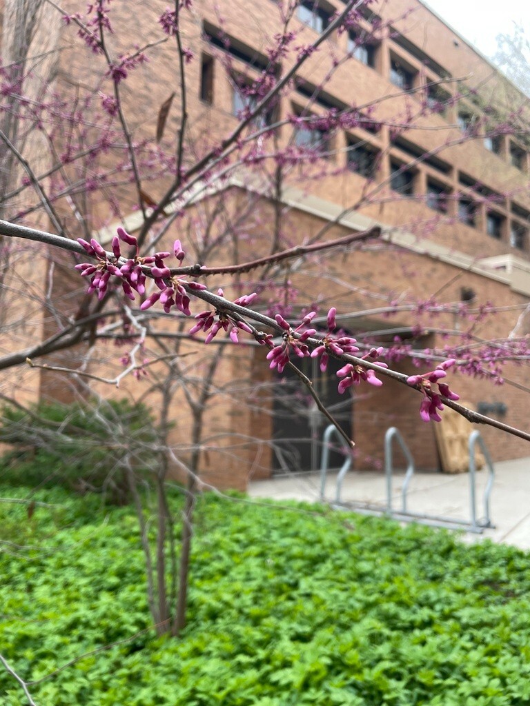100+ Eastern Redbud Tree Seeds ( Cercis canadensis ) – Pink – – Free Shipping –