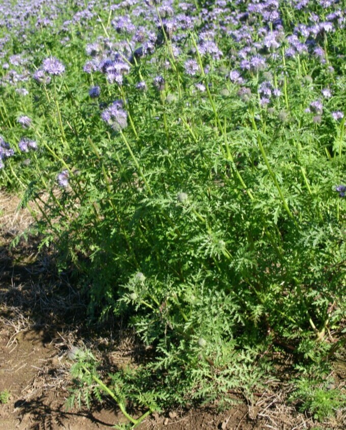 Lacy Scorpion-weed (Phacelia Tanacetifolia) 50+ seeds