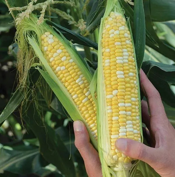 120+ Peaches and Cream Sweet Corn Seeds – Organic – Heirloom – Non Gmo — FRESH