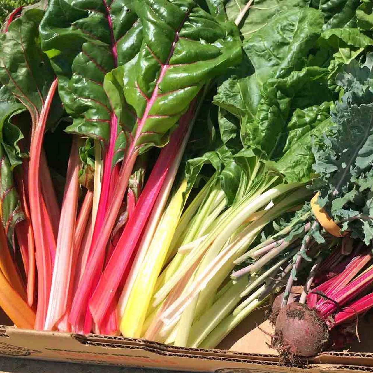 50+ RAINBOW SWISS CHARD SEEDS FRESH HARVEST FOR GARDENS