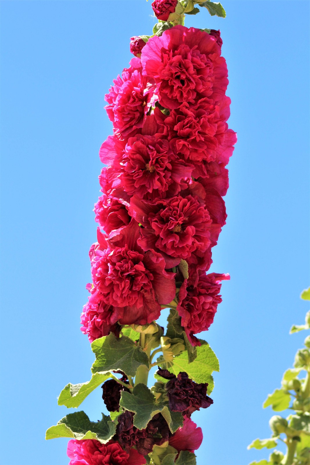 50 Dwarf Double HOLLYHOCK MAJORETTE MIX Alcea Rosea Red Pink White Flower Seeds